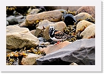 karikukko turnstone 9677 * 1349 x 900 * (901KB)